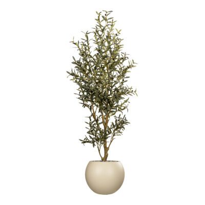 Olive Tree in Porter Planter 6.5' - 324801