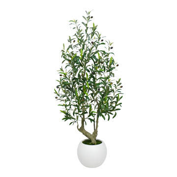 Olive Tree in Porter Planter 4.5' - 324805