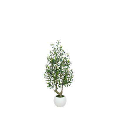 Olive Tree in Porter Planter 4.5' - 324805