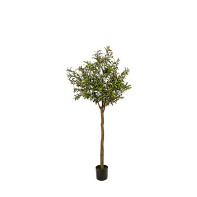 KD Olive Tree - TL1057
