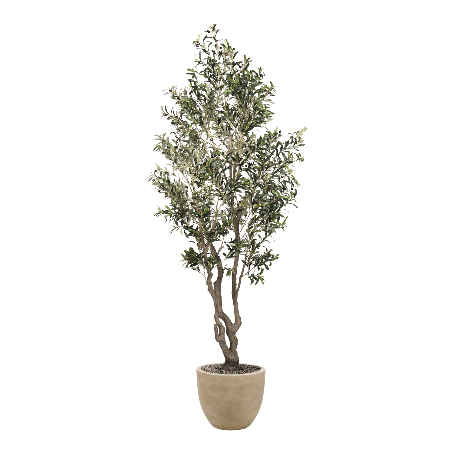 Olive Tree in Grove Planter 9' - 325900