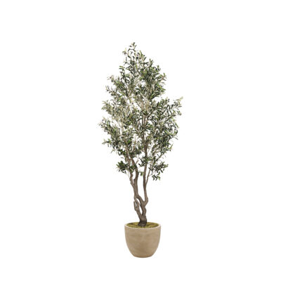 Olive Tree in Grove Planter 9' - 325900