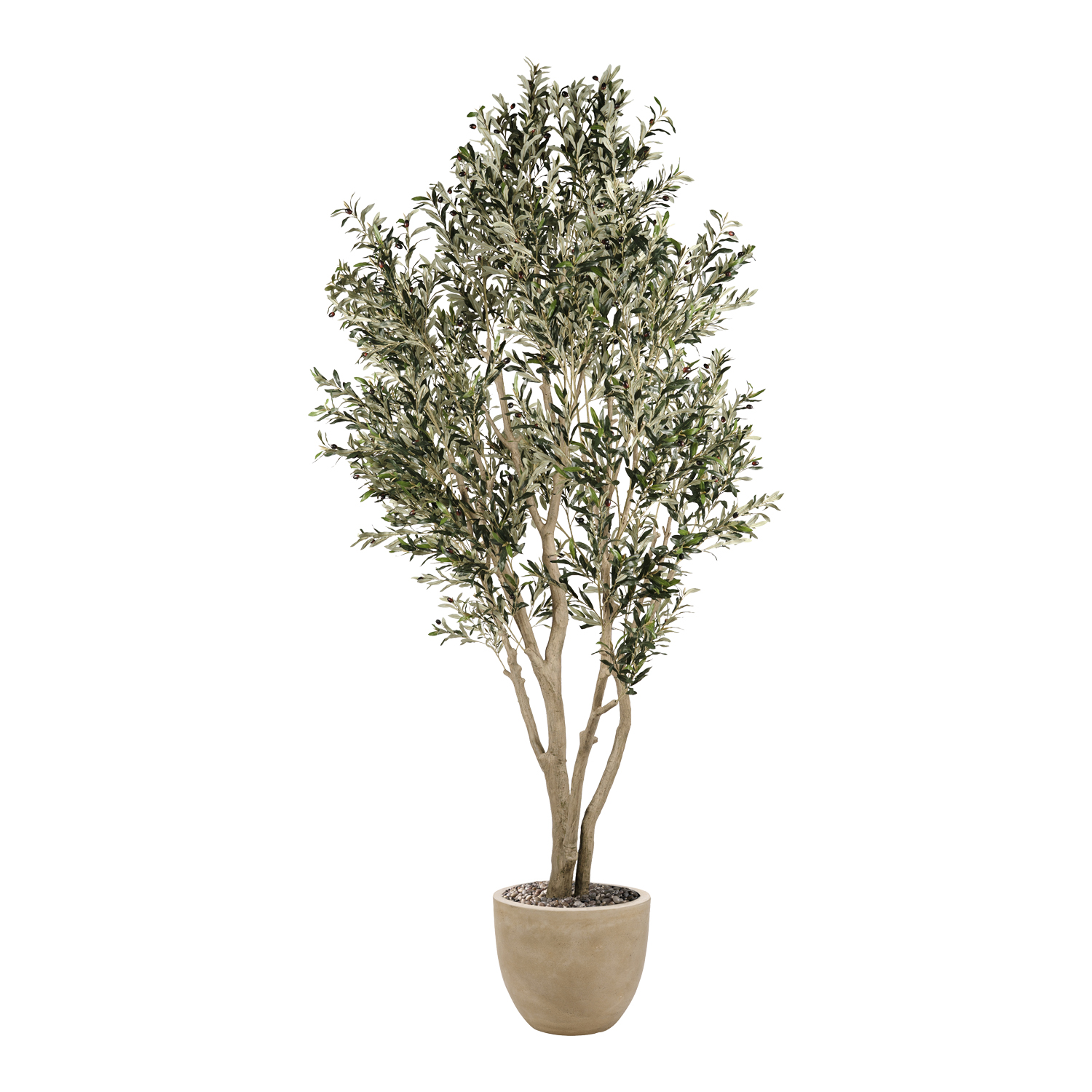 Olive Tree in Grove Planter 10' - 325901