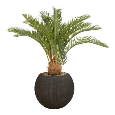 Sago Cycas in Black Orbis Planter - 1027-3141