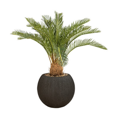 Sago Cycas in Black Orbis Planter - 1027-3141