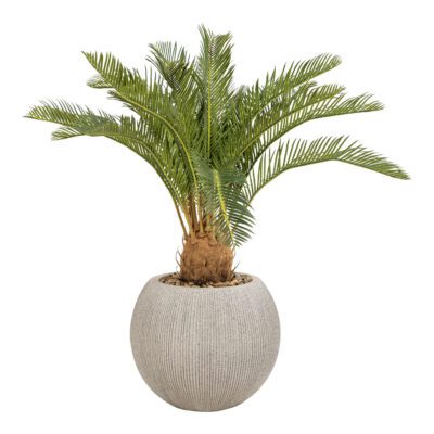 Sago Cycas in Cement Finish Orbis Planter - 1027-3143