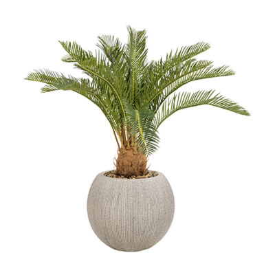 Sago Cycas in Cement Finish Orbis Planter - 1027-3143