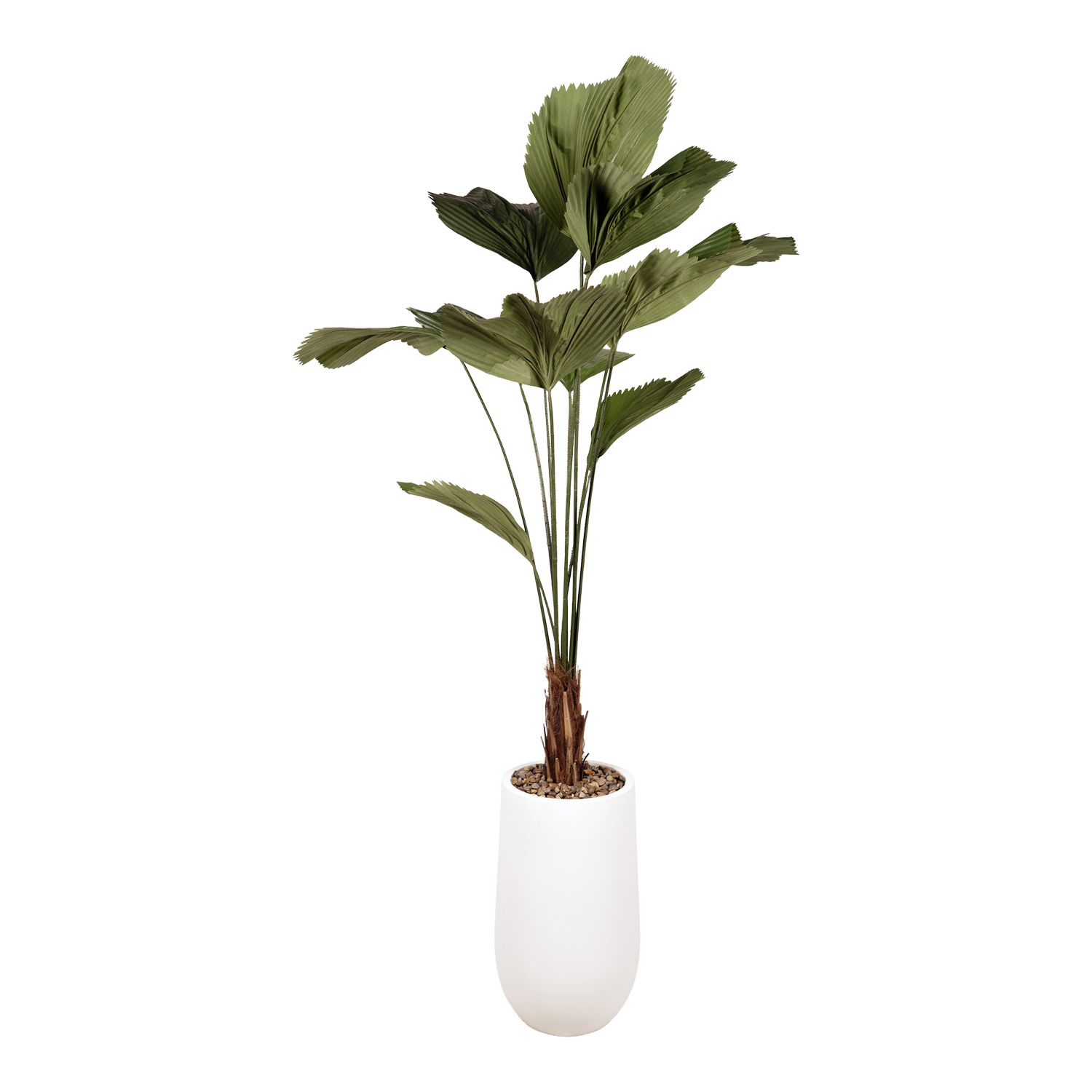 Grandis Palm in Quinn Planter 7.5' - 1055-2533