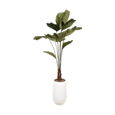 Grandis Palm in Quinn Planter 7.5' - 1055-2533