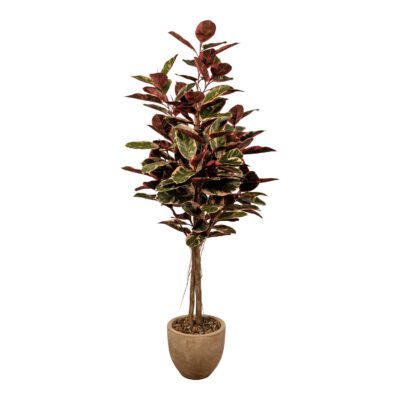 Rubber Tree in Grove Planter 7' - 1056-2907