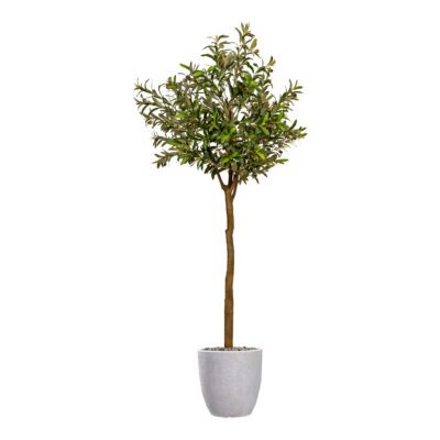 Olive Tree in Hudson Planter - 1057-2819