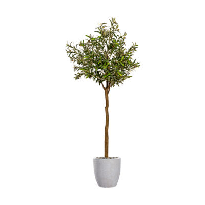 Olive Tree in Hudson Planter - 1057-2819