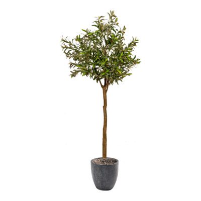Olive Tree in Sawyer Planter - 1057-2823