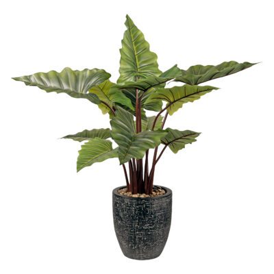 Taro Plant in Hudson Planter - 1058-2824