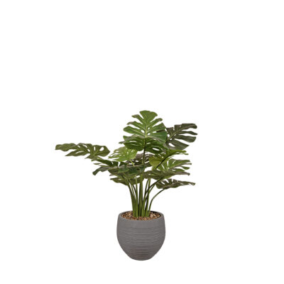 Monstera in Riband Planter - 1060-2981