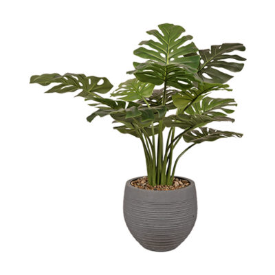 Monstera Plant