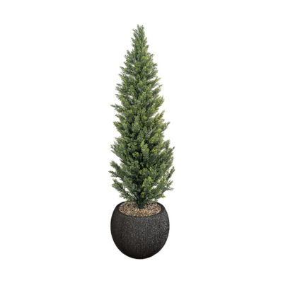 Cedar in Black Orbis Planter - 230-3142