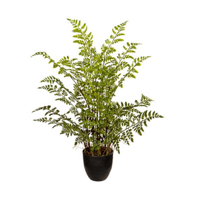 Silky Oak Fern in Black Pot - 259000