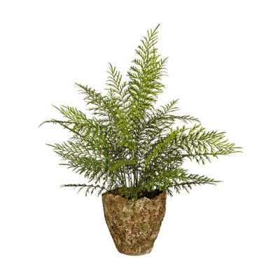 Fern in XL Ancient Grove Pot - 260016