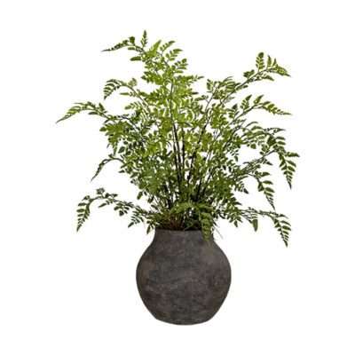 Fern in Harvest Jar - 260019