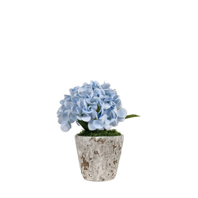 Blue Hydrangea in Genevieve Planter - 260037
