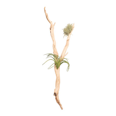 Ghostwood with Aloe & Tillandsia - 260087
