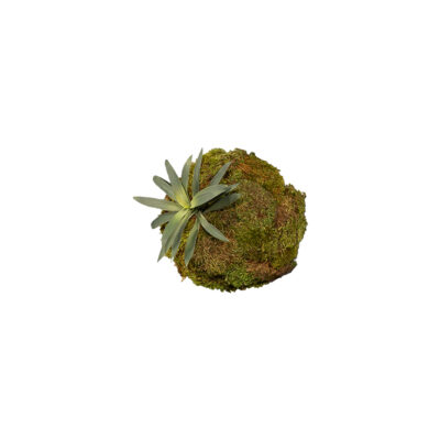 Hanging Half Mood Moss Sphere with Green Yucca Stem - 260096