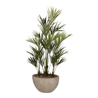 Kentia Palm in Taupe Eclipse Planter - 325902