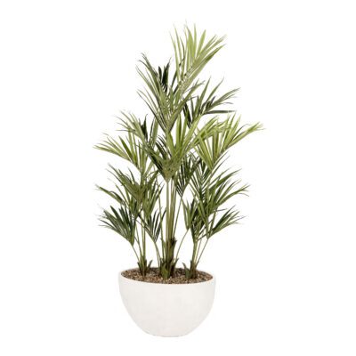 Kentia Palm in White Eclipse Planter - 325903