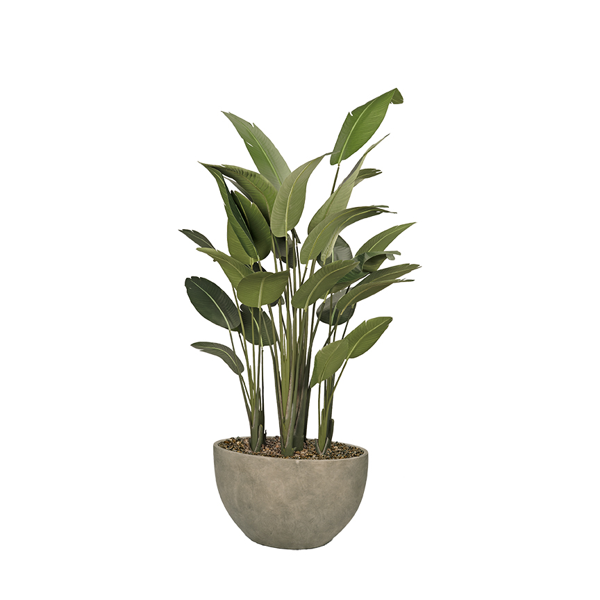 Traveler Palm in Taupe Eclipse Planter - 325905