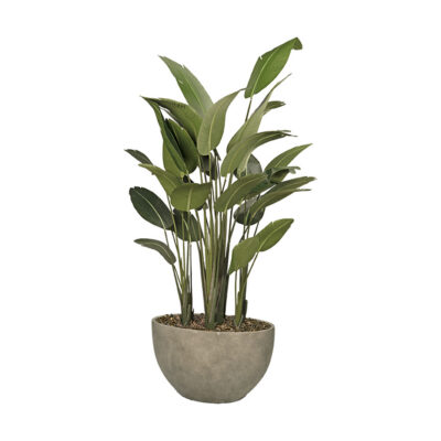 Traveler Palm in Taupe Eclipse Planter - 325905