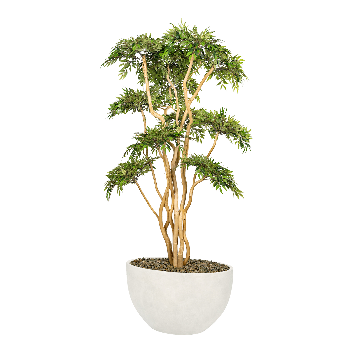 Ruscus with Sandblasted Dragonwood in White Eclipse Planter - 325907