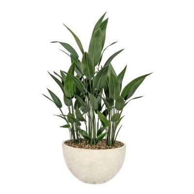 Traveler Palm in White Eclipse Planter - 325911