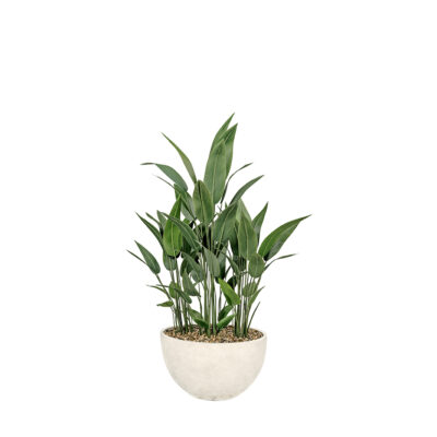 Traveler Palm in White Eclipse Planter - 325911