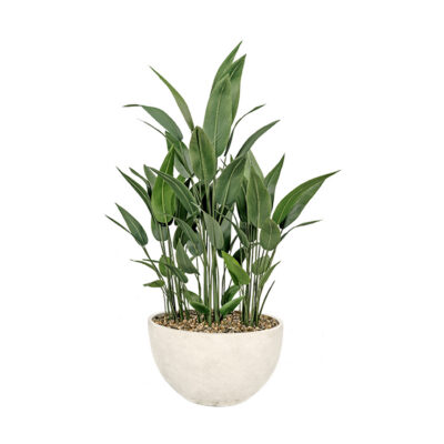 Traveler Palm in White Eclipse Planter - 325911