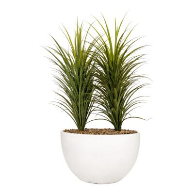 Panicum Grass in White Eclipse Planter - 325912