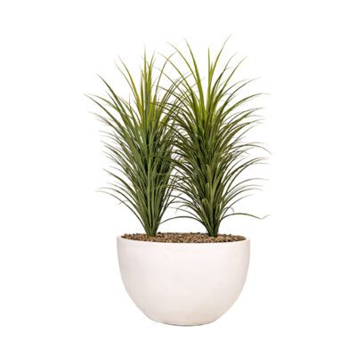 Panicum Grass in White Eclipse Planter - 325912