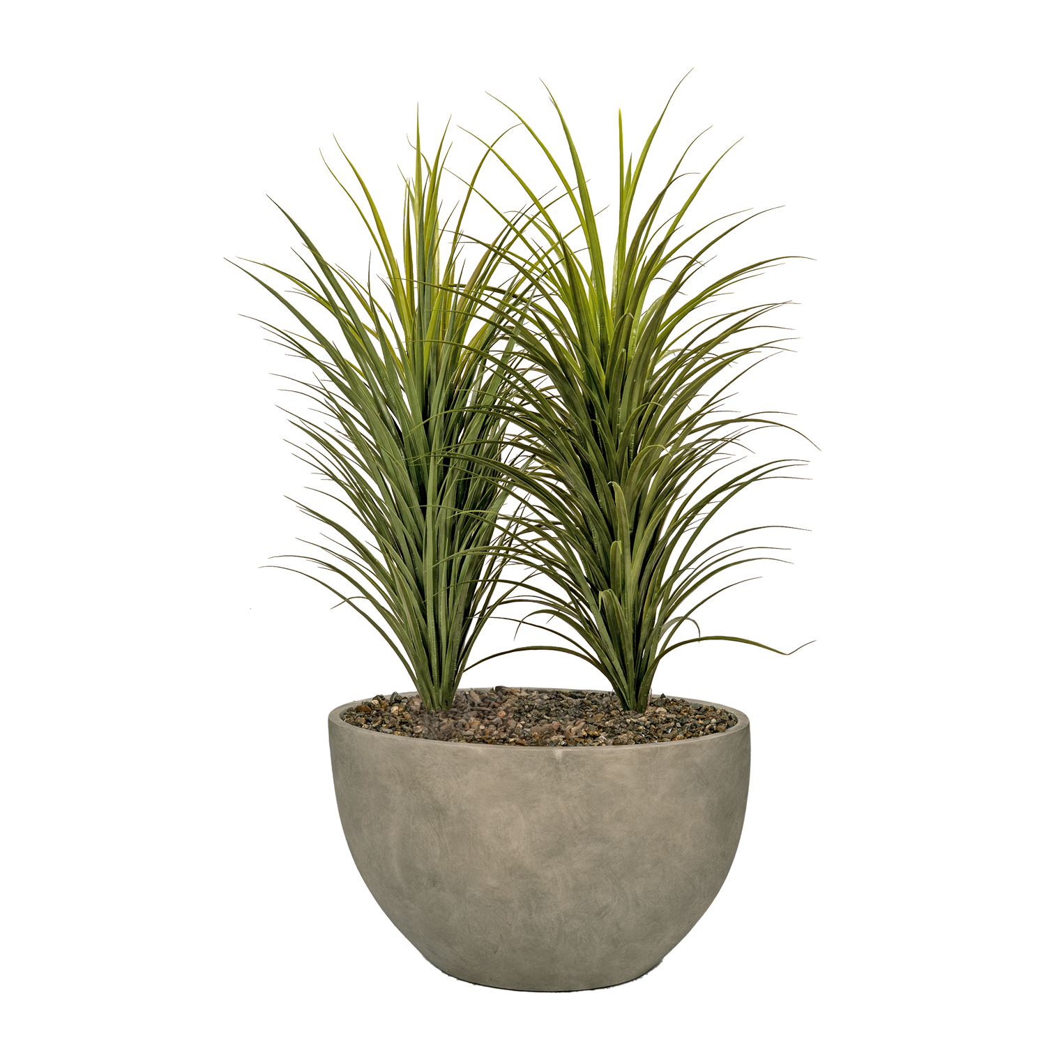 Panicum Grass in Taupe Eclipse - 325913