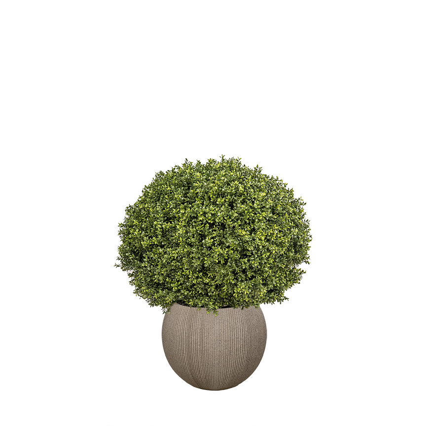 Boxwood Ball in Cement Finish Orbis Planter - 701-3144