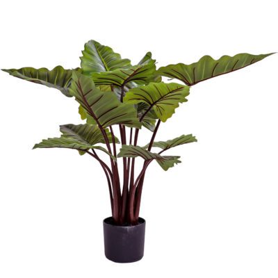 Taro Plant - TL1058