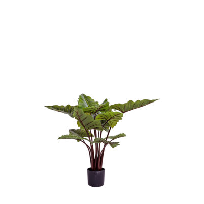 Taro Plant - TL1058