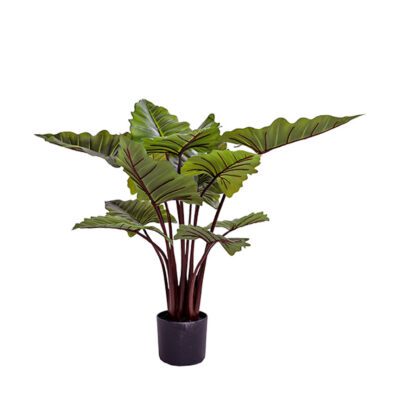 Taro Plant - TL1058