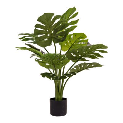 Monstera Plant - TL1060