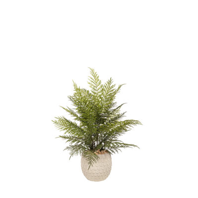 Fern Bundle in Small Veranda Planter - 260001