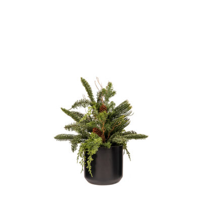 Assorted Pine & Cedar in Black Kendall Planter - 251000
