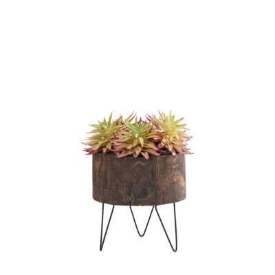 Pink Stem Succulents in Wood Bowl with Metal Legs - 212149