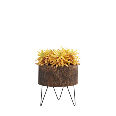 Yellow Stem Succulents in Wood Bowl with Metal Legs - 212151