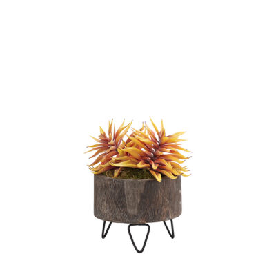 Yellow Stem Succulents in Small Clayton Planter - 212163