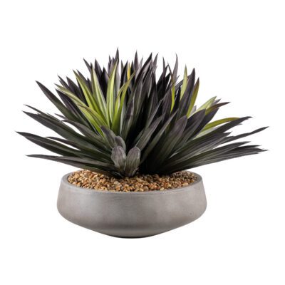 Agave Plant in Newport Bowl - 264009