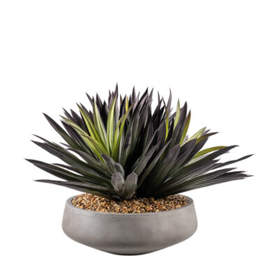 Agave Plant in Newport Bowl - 264009